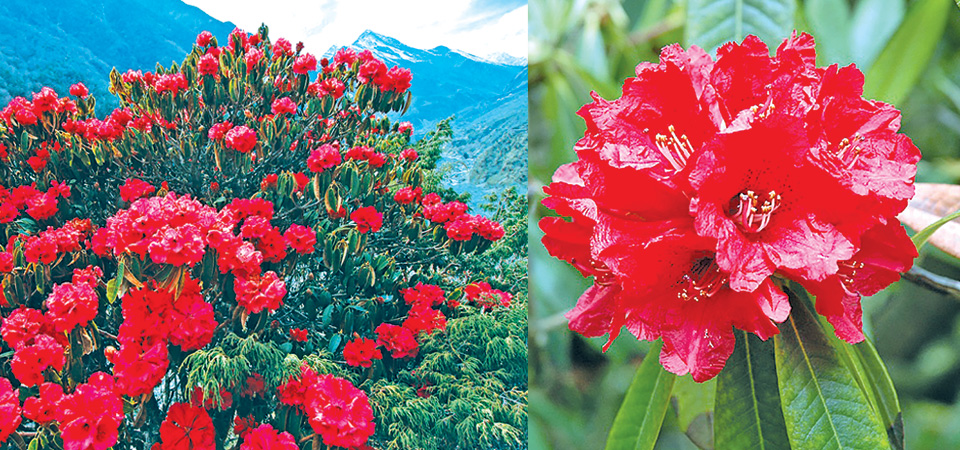 rhododendrons-blossom-in-spring
