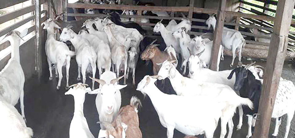 chitlang-becoming-goat-resource-centre