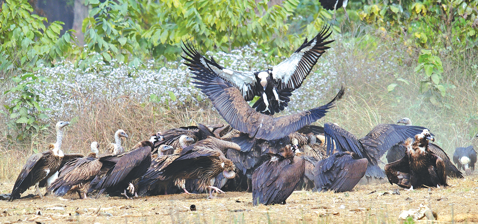 vultures-in-cnp-stop-breeding-for-three-years