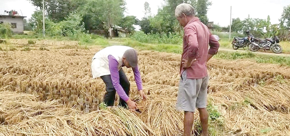 farmers-bearing-losses-in-paddy-to-get-36-compensation-in-first-installment
