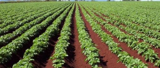 farmers-opt-for-potato-cultivation-in-group