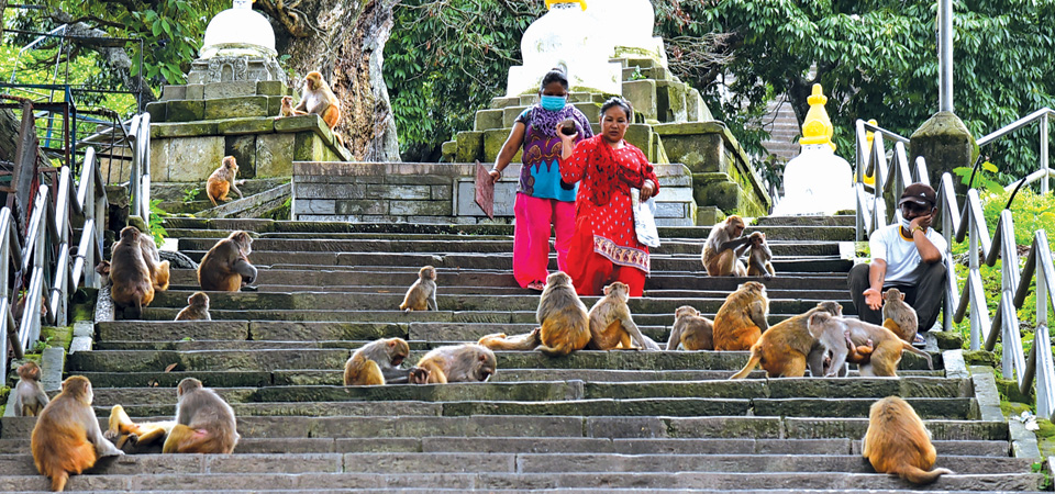 monkeys-in-swoyambhu-are-well-taken-care-of