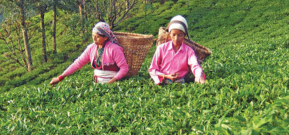 nepali-tea-struggle-to-stay-afloat
