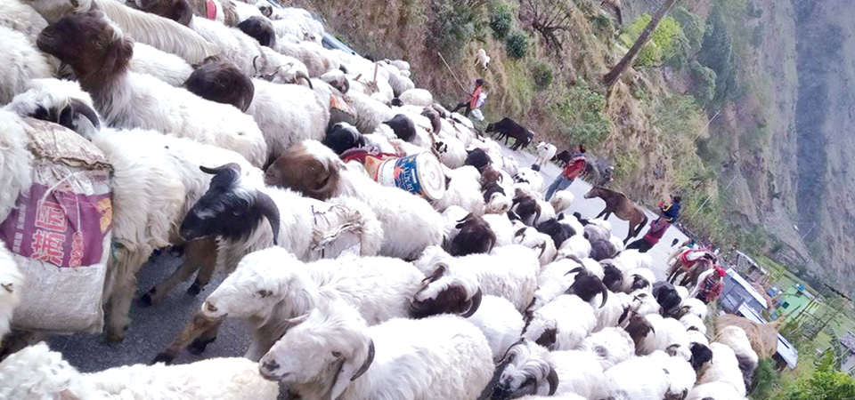 migrant-bhote-community-starts-returning-with-sheep-and-goats