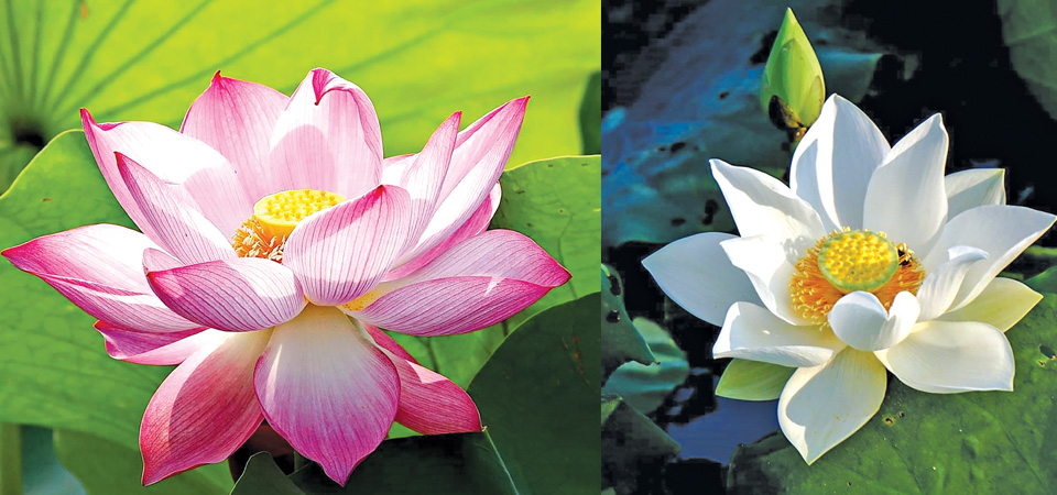beauty-of-lotus