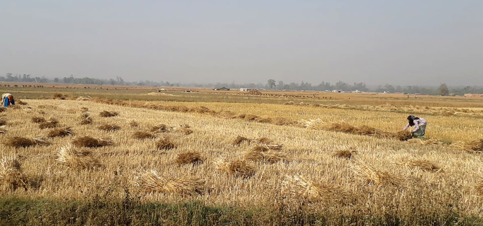 kailali-farmers-busy-harvesting-wheat