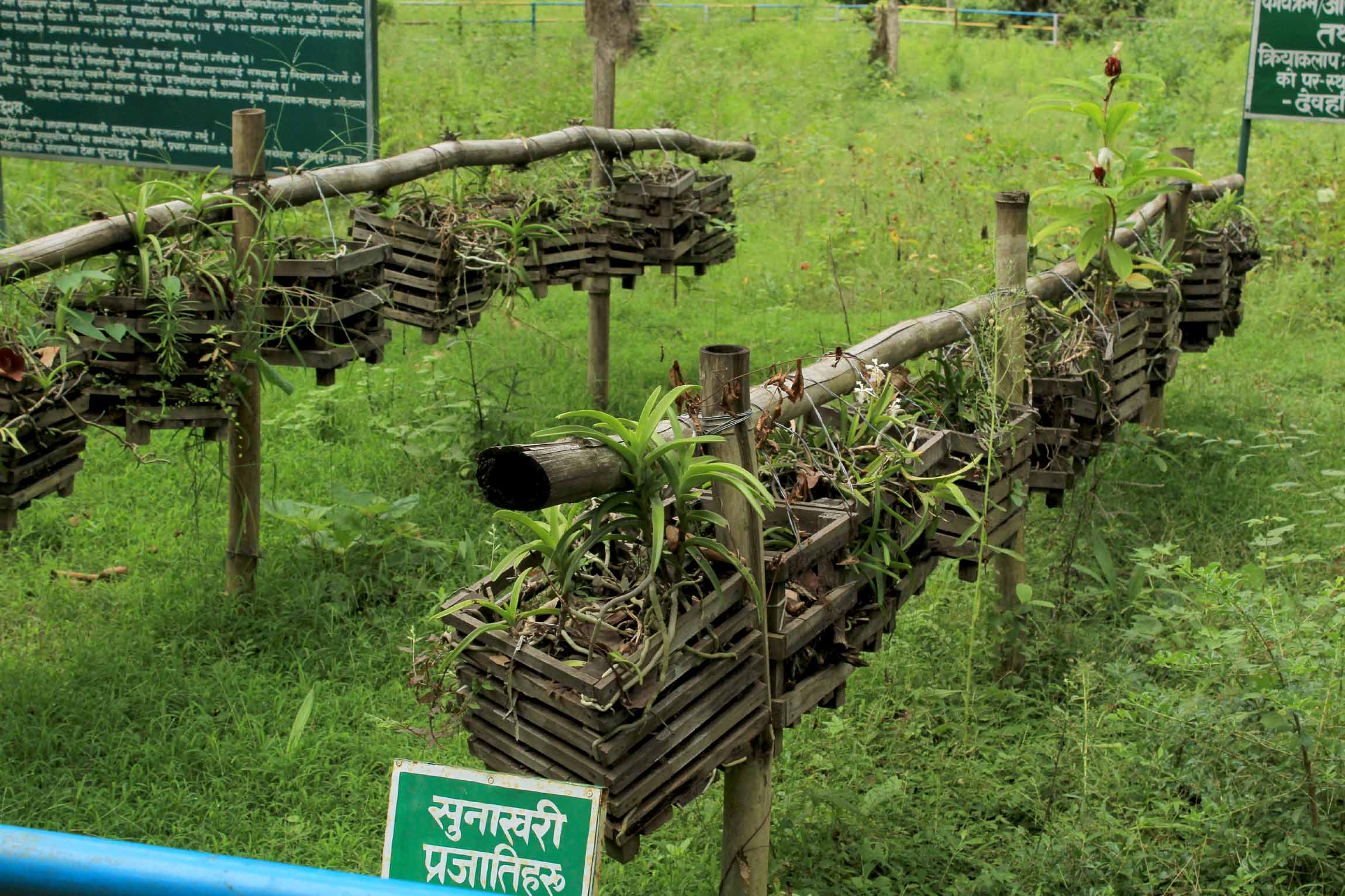869-species-of-plants-found-in-kailali