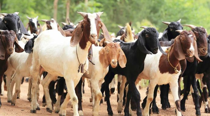 prioritize-agriculture-and-livestock-sector
