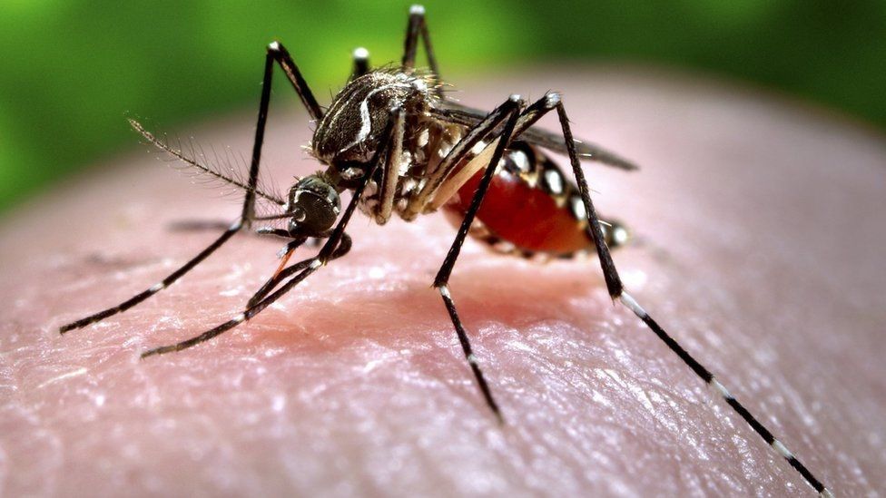 zika-virus-may-be-one-step-away-from-explosive-outbreak