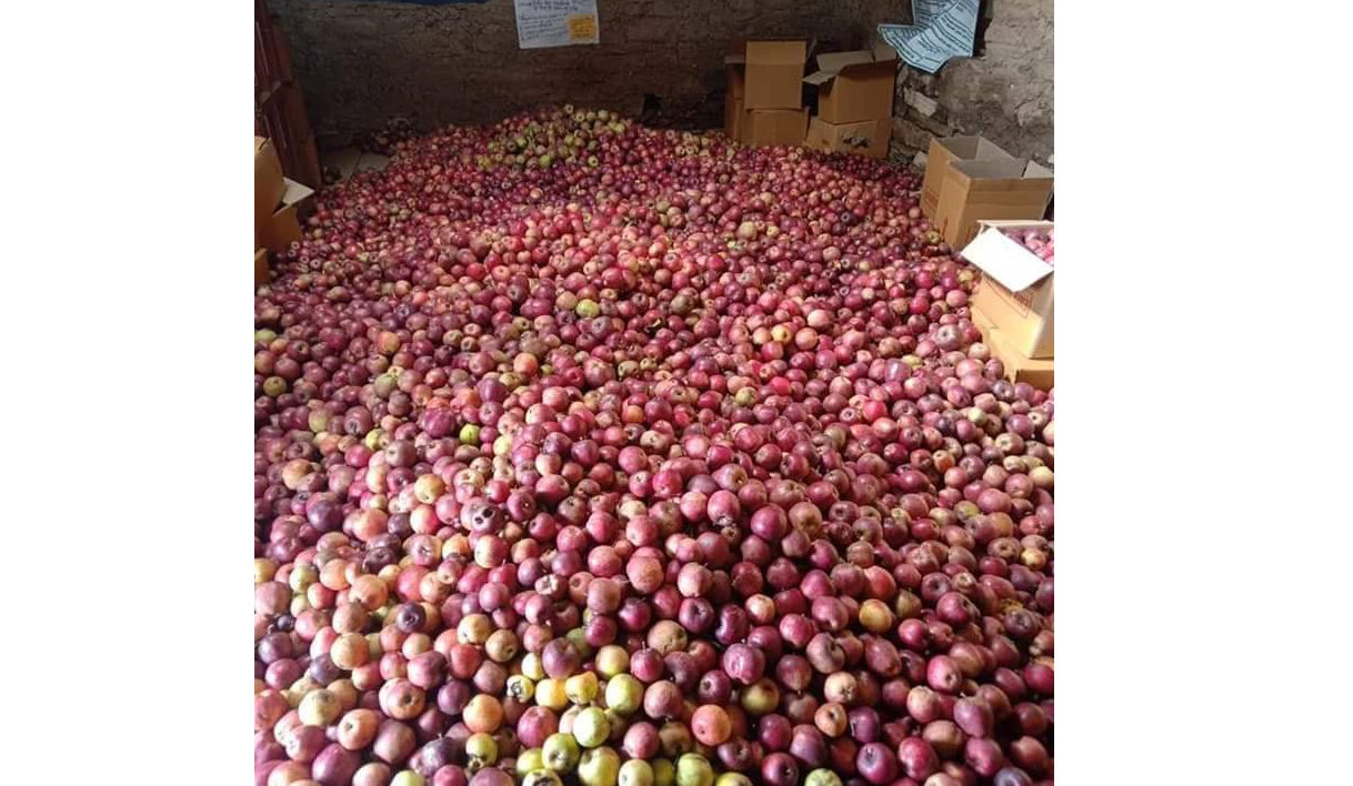 bajura-farmers-sell-apples-worth-rs-3-million-from-farms