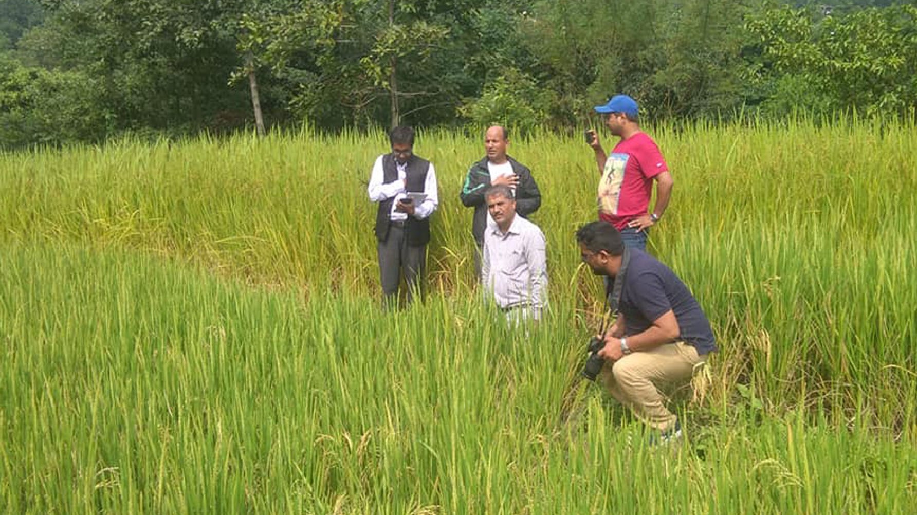 agriculture-specialists-are-inspecting-garima-variety-of-paddy-planted-at-sange-in-byas-municipality-6-in-tanahun