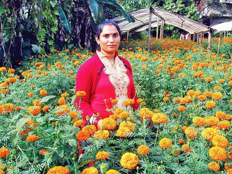 nepal-becoming-self-reliant-in-flowers