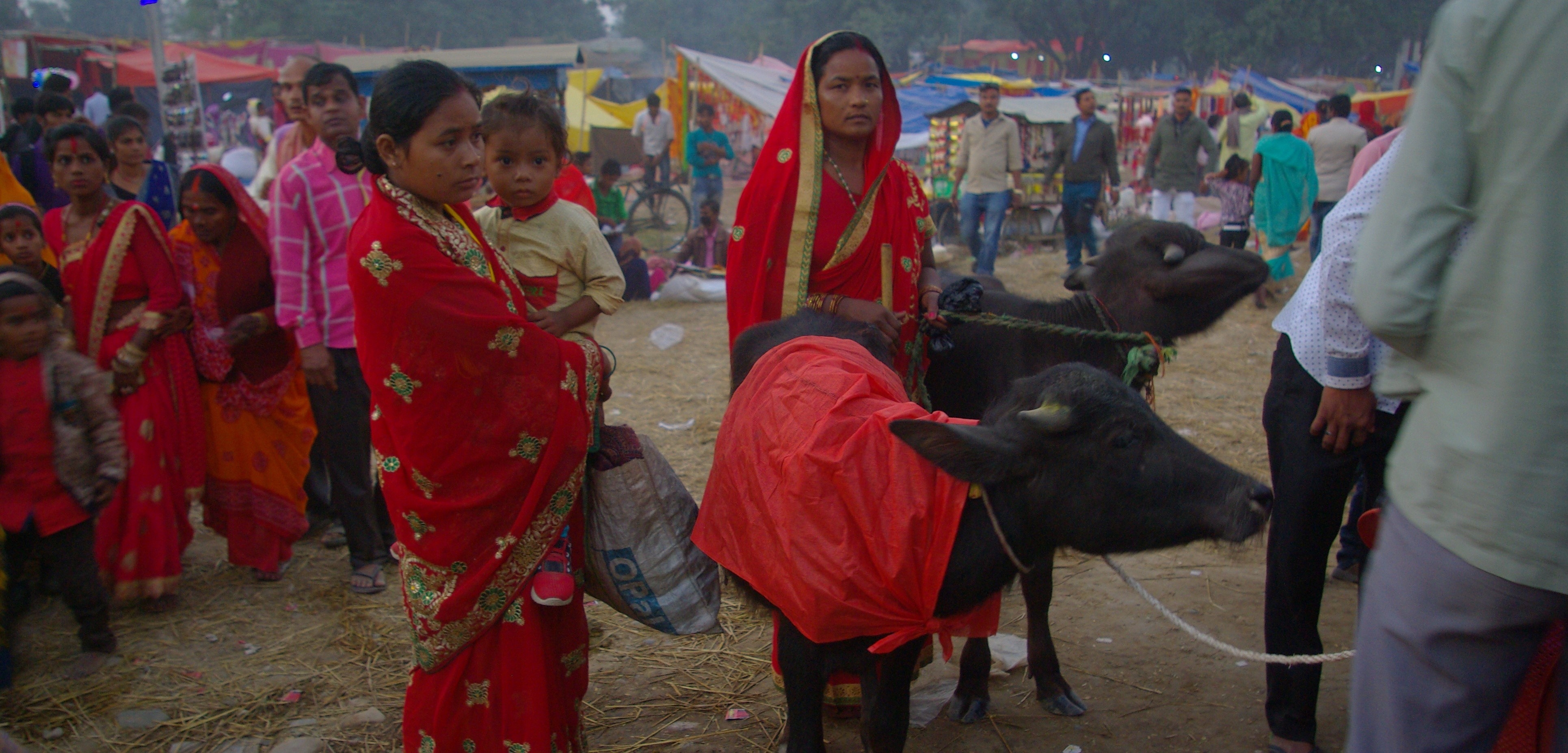 more-than-5000-buffaloes-offered-in-gadhimai-festival-by-tuesday