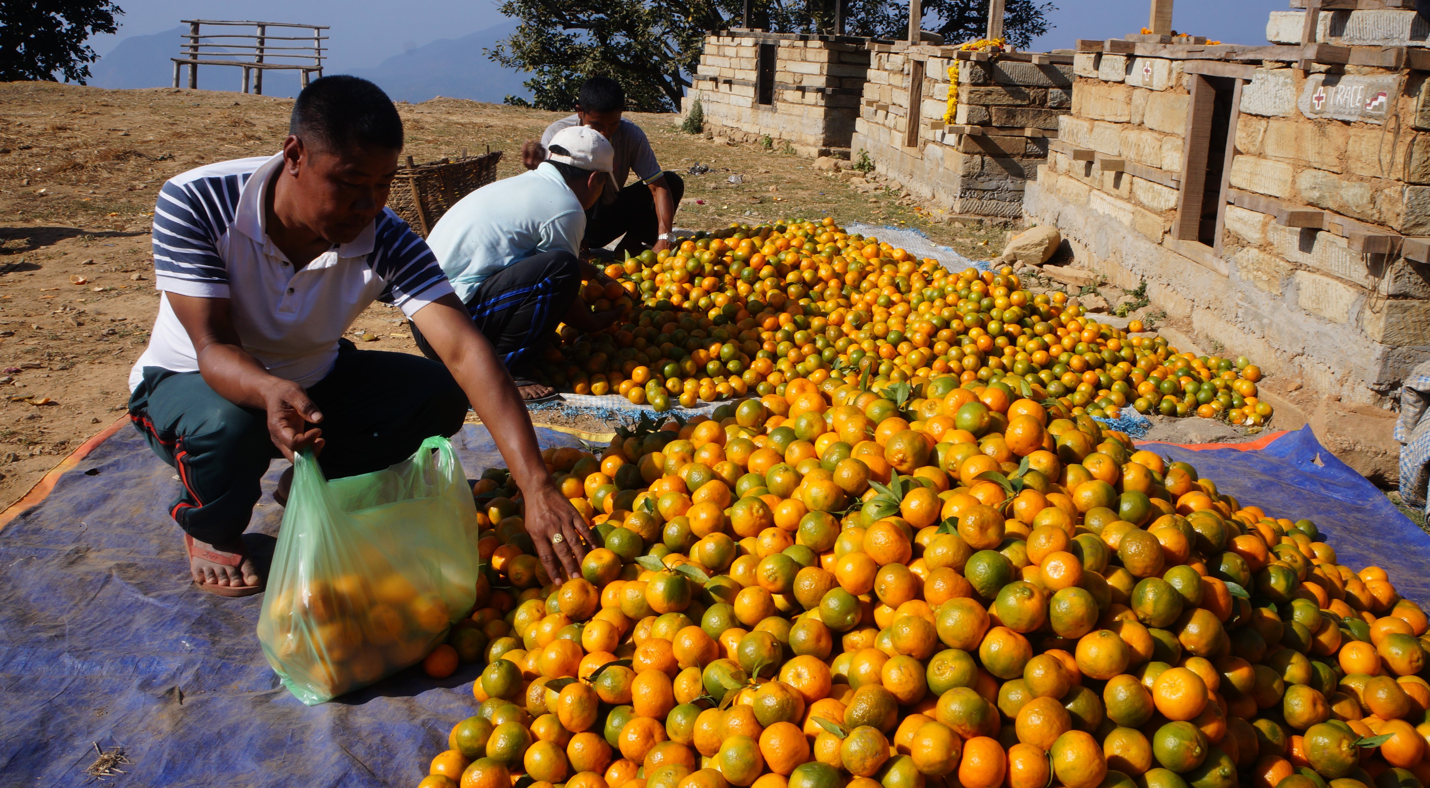 mankamana-orange-farmers-making-handsome-returns