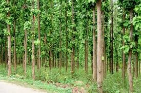 private-forest-becoming-good-source-of-income