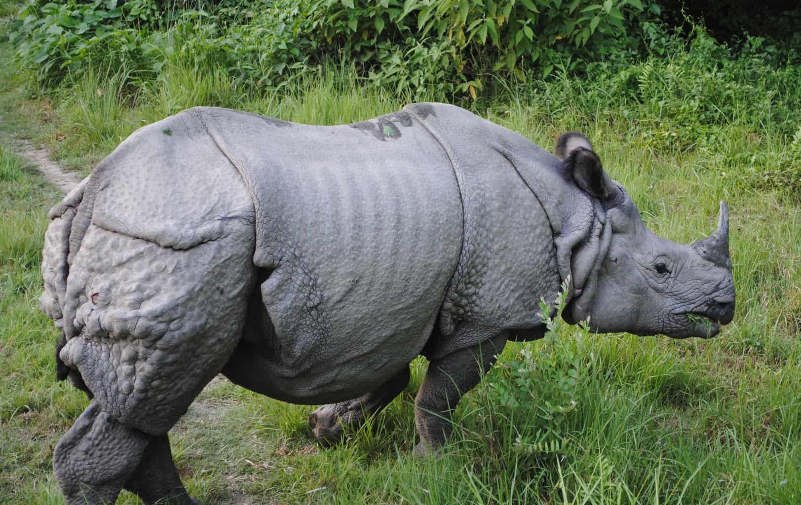 rhino-kills-one-in-chitwan