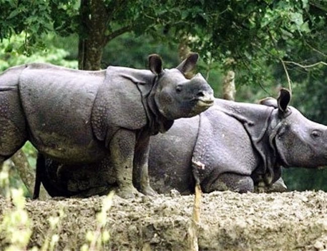 preparations-underway-to-conduct-rhino-census