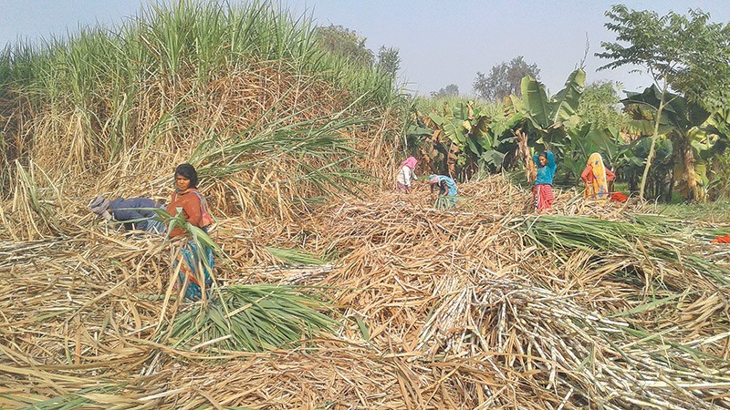kapilvastu-farmers-waiting-for-govt-grant-for-six-years