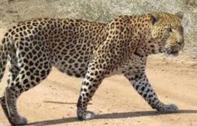 leopard-taken-under-control