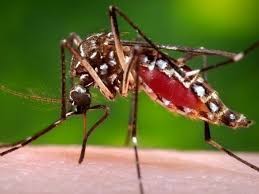 lack-of-test-kits-hit-dengue-screening
