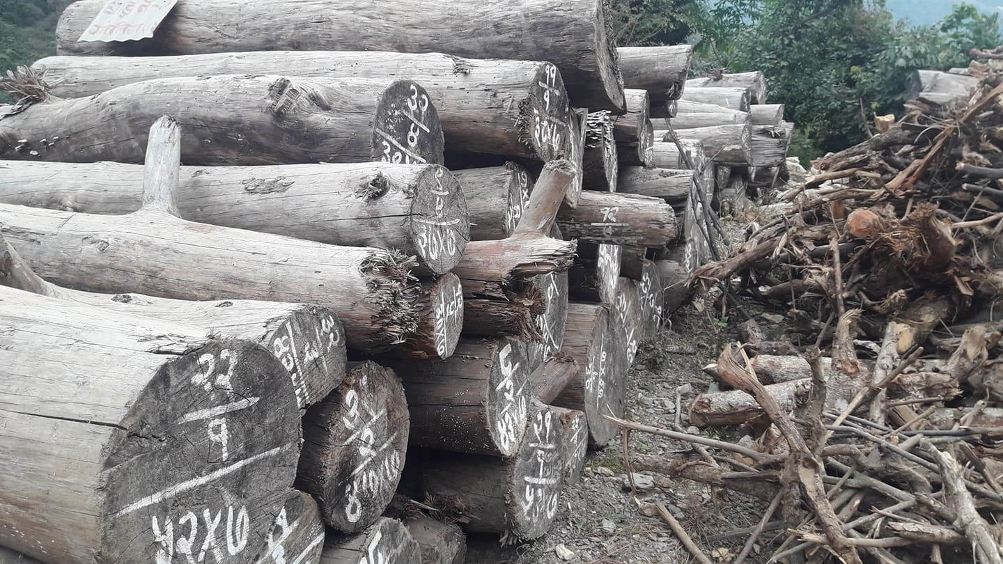 27000-trees-cut-for-nijgadh-bara-fast-track-project