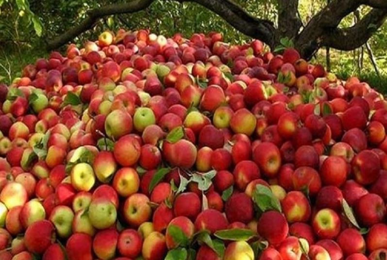 jumla-supplies-6500-metric-tons-apple