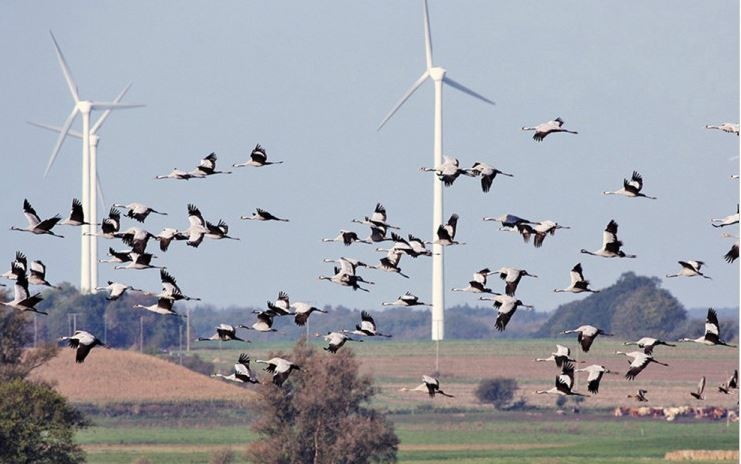 effects-of-wind-turbines-on-birds