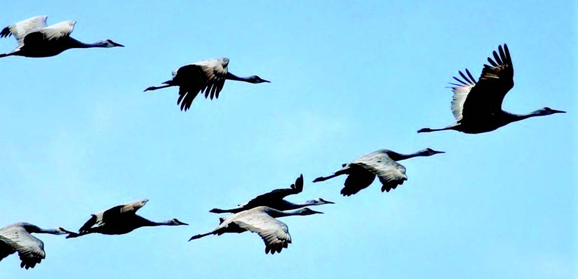 130-species-of-winter-migratory-birds-arrive-in-nepal