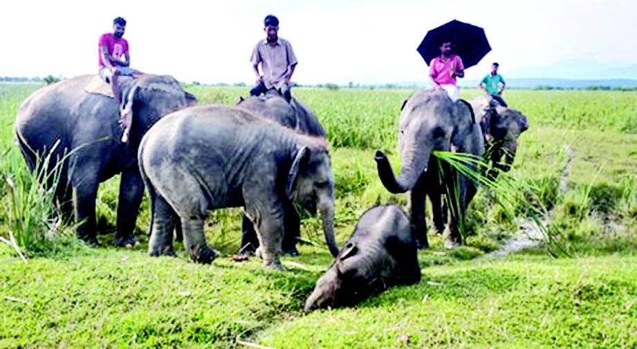 number-of-elephants-up-in-koshi-tappu