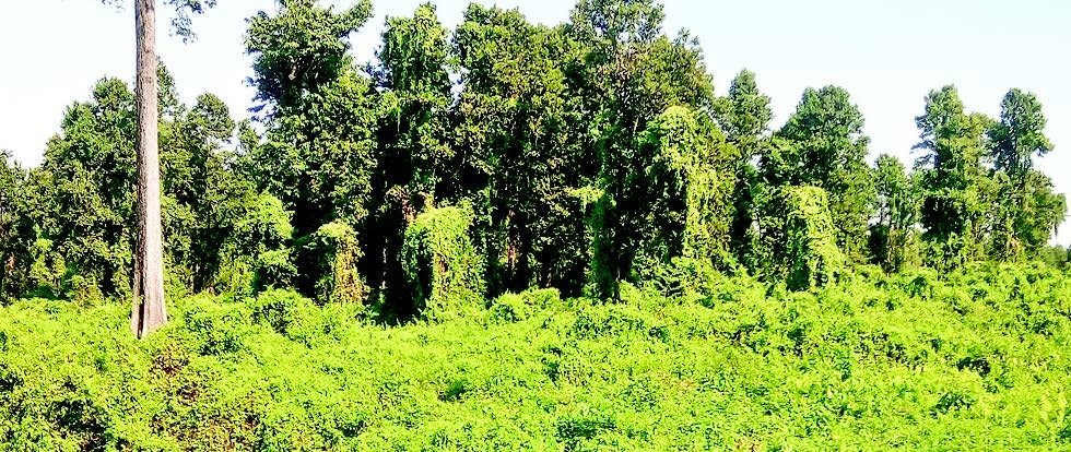 jalthal-nepals-richest-forest-in-biodiversity