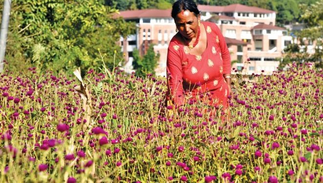 gundu-farmers-busy-picking-flowers-for-tihar