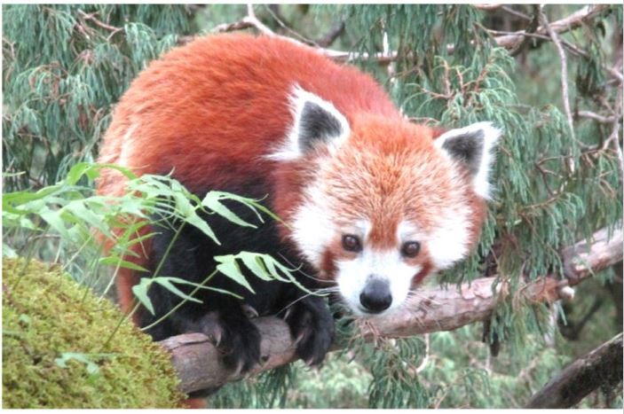 status-of-red-panda-in-nepal