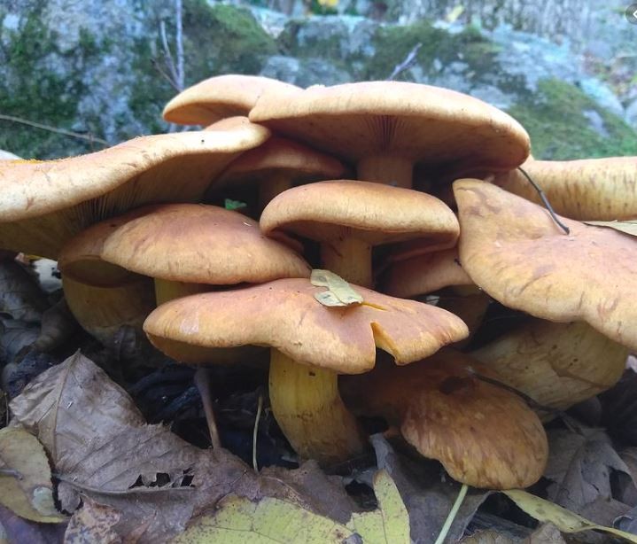 12-from-same-family-taken-ill-due-to-poisonous-mushroom-in-sarlahi