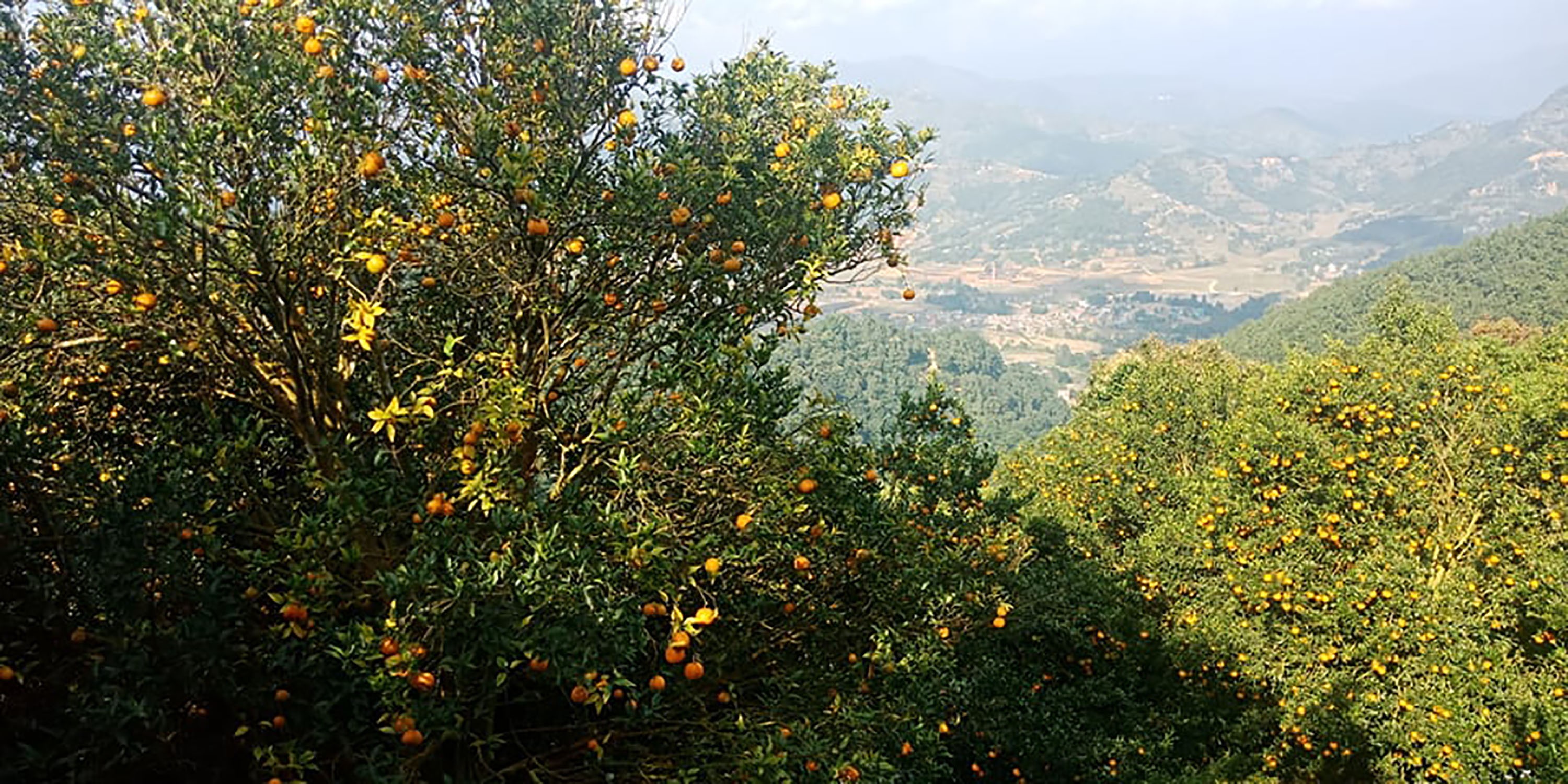 oranges-worth-rs-102m-sold-form-single-plot-in-tanahun
