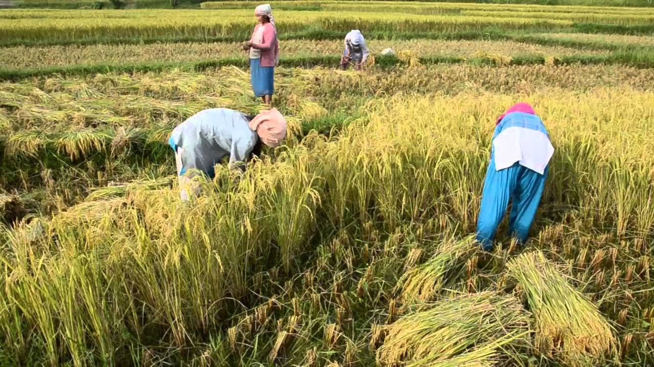farmers-worried-as-paddy-fails-to-yield-grains