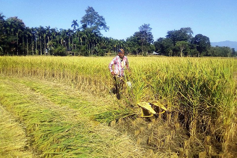 poor-irrigation-plantation-delay-hit-paddy-production
