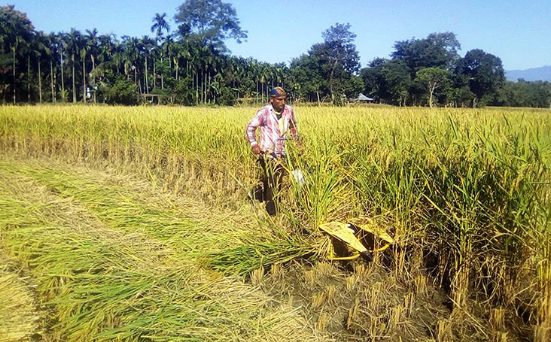 drop-in-rice-production-likely-to-hit-national-economy